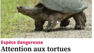 La tortue serpentine menace le canal du Midi : une invasion inquiétante